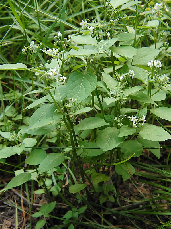 Изображение особи Solanum nigrum.