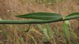 Chondrilla juncea. Часть побега. Краснодарский край, Темрюкский р-н, гора Дубовый Рынок, злаково-разнотравный луг. 17.06.2017.