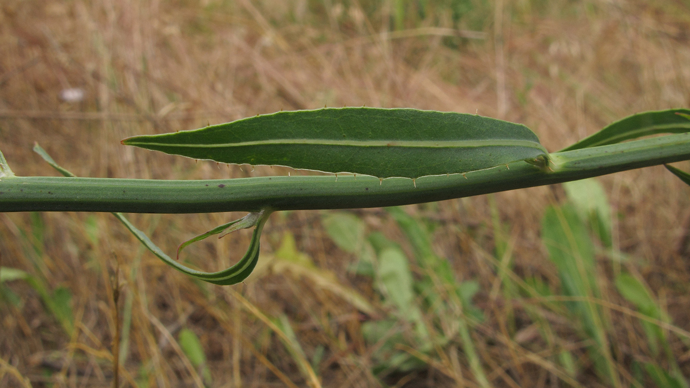 Изображение особи Chondrilla juncea.