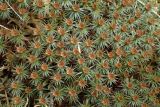 Polytrichum juniperinum. Верхушки мужских гаметофитов с перигониями. Московская обл., Талдомский р-н, обочина лесной дороги. 09.06.2017.