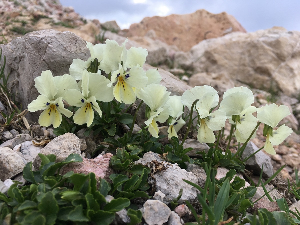 Image of Viola oreades specimen.