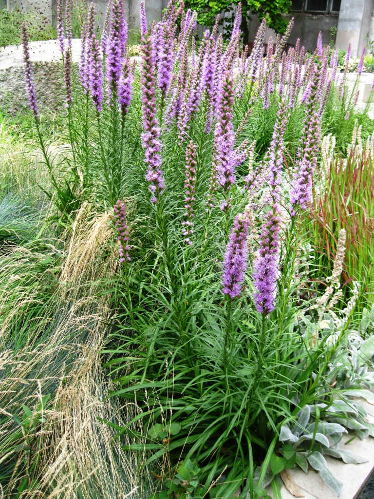Image of Liatris spicata specimen.