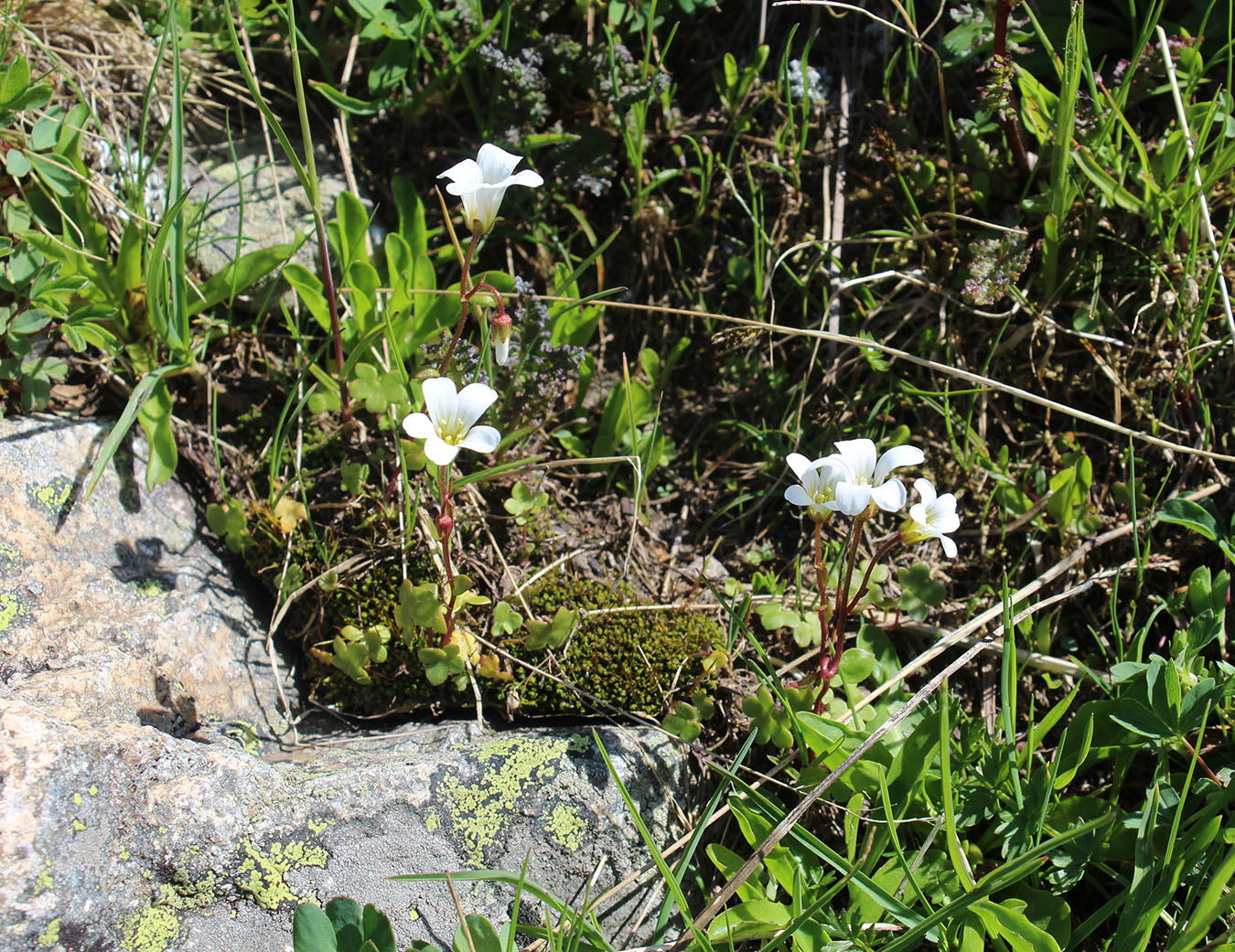 Изображение особи Saxifraga sibirica.