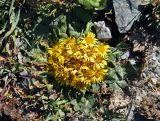 Inula rhizocephala
