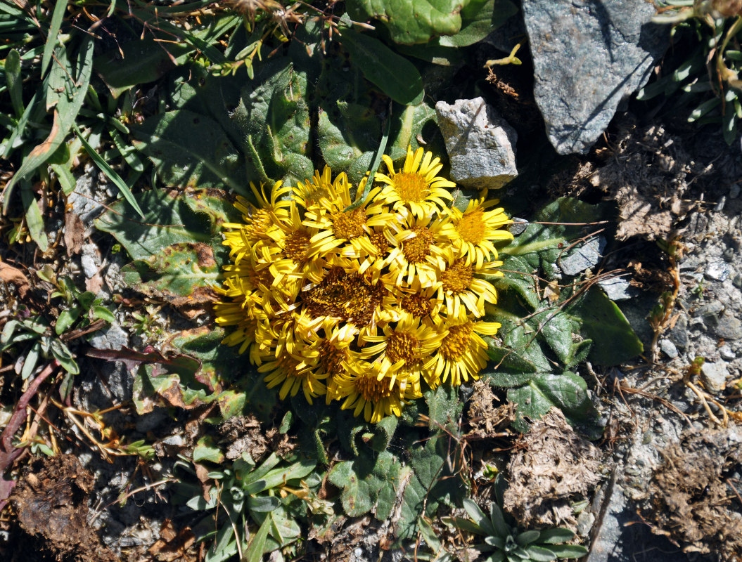 Изображение особи Inula rhizocephala.