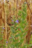 Scutellaria galericulata