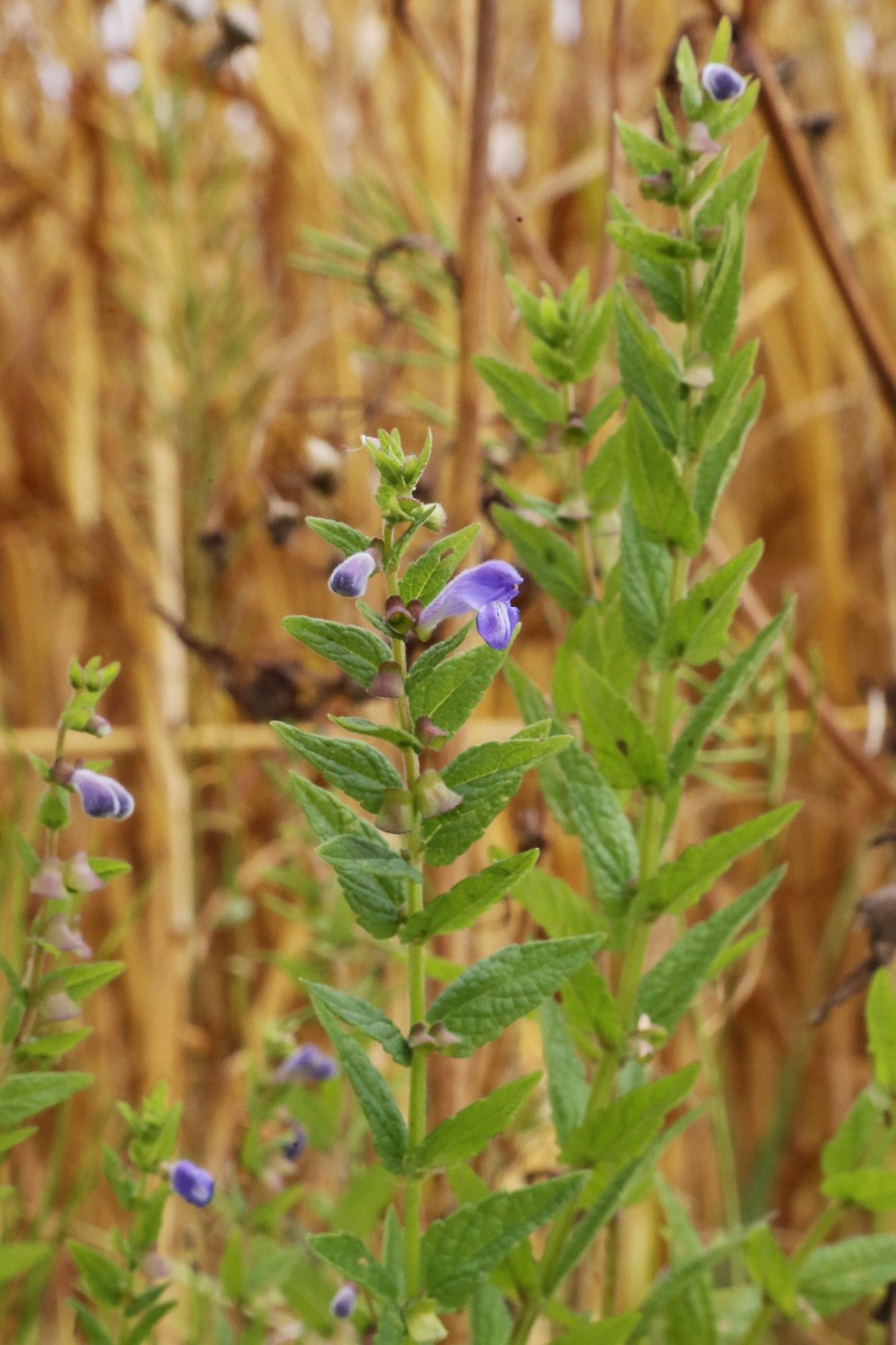 Image of Scutellaria galericulata specimen.