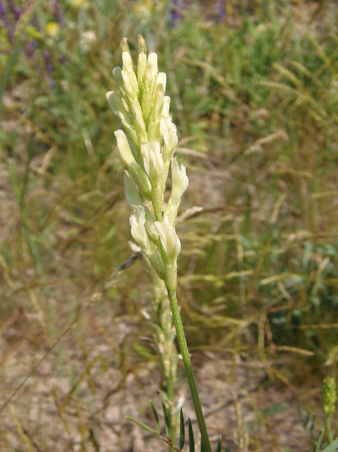 Image of Astragalus asper specimen.