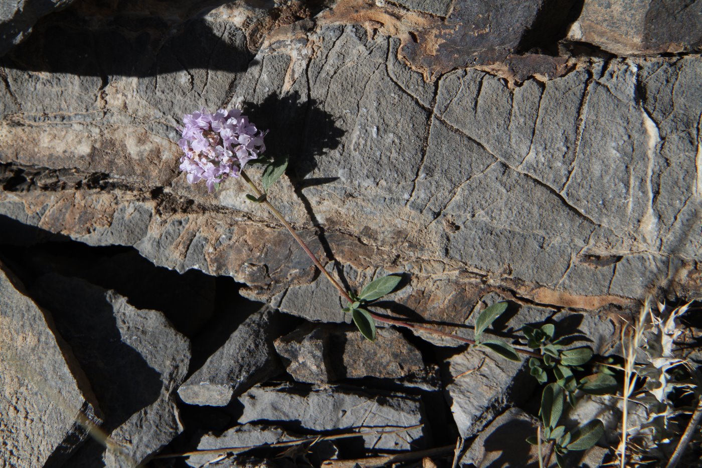 Image of Ziziphora pamiroalaica specimen.