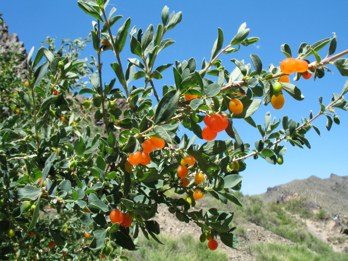 Image of Lonicera microphylla specimen.