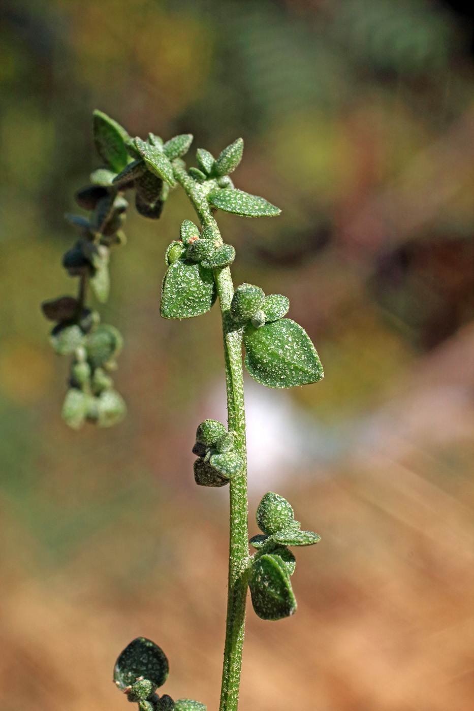 Изображение особи Atriplex micrantha.