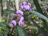 Hovea acutifolia