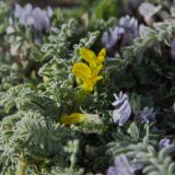 Astragalus alaicus