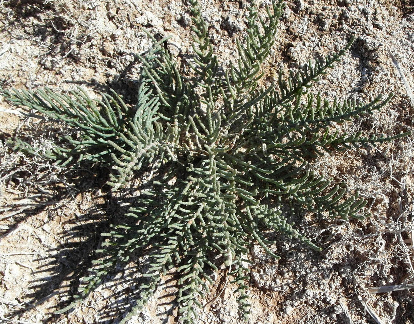 Image of Halocnemum strobilaceum specimen.