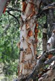 Betula turkestanica