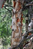 Betula turkestanica. Часть ствола. Таджикистан, Фанские горы, долина р. Чапдара, ≈ 2500 м н.у.м., березняк на берегу реки. 03.08.2017.