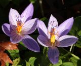 Crocus speciosus. Цветки. Москва, ботанический сад МГУ. 08.11.2017.