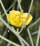 Sisyndite spartea. Цветок в пазухе побега. Израиль, Шарон, г. Тель-Авив, ботанический сад \"Сад кактусов\". 26.06.2017.
