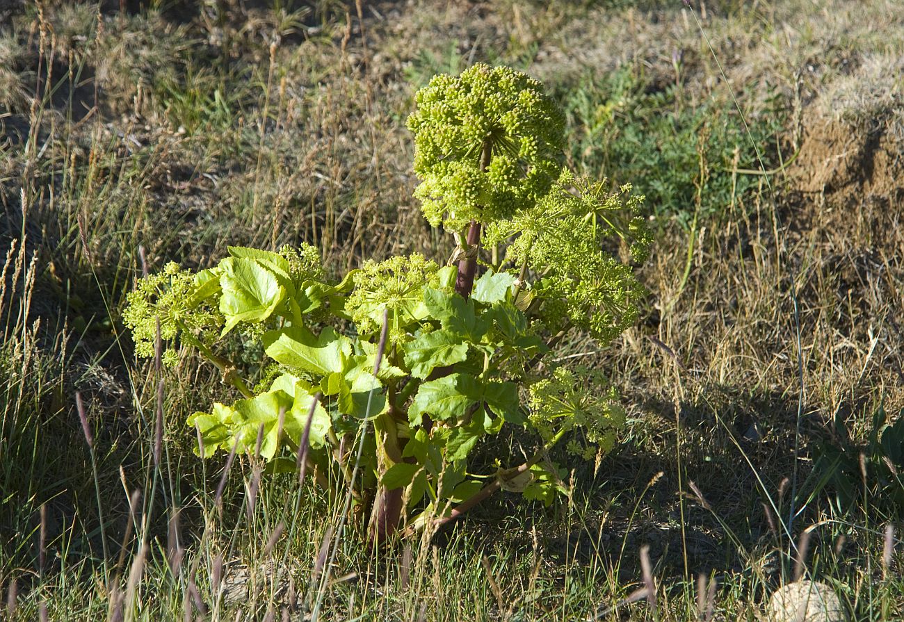 Image of Archangelica decurrens specimen.