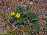 genus Potentilla. Цветущее растение. Монголия, аймак Туве, окр. г. Эрдэнэсант, ≈ 1400 м н.у.м., каменистый сухой склон. 01.06.2017.