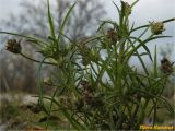 Plantago arenaria