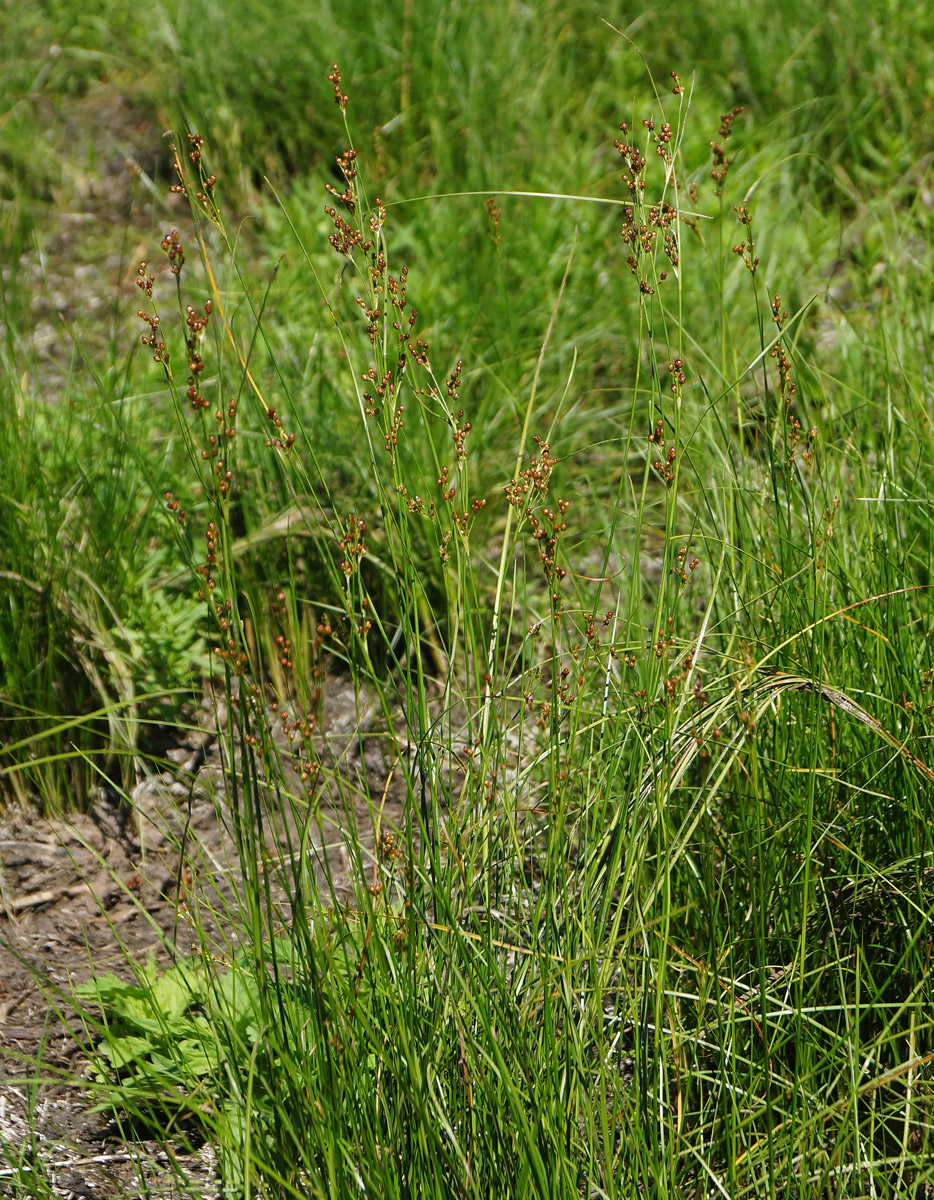 Изображение особи Juncus compressus.