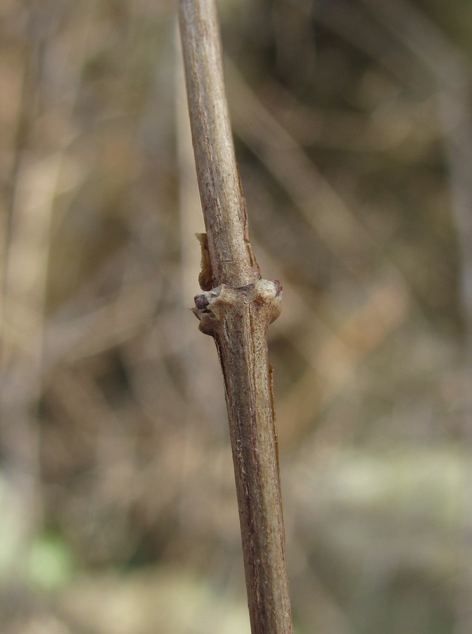 Image of Philadelphus caucasicus specimen.