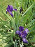 Iris aphylla. Цветущие растения. Иркутск, Иркутский р-н, дер. Позднякова, клумба. 24.06.2017.