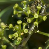 Heptapleurum arboricola