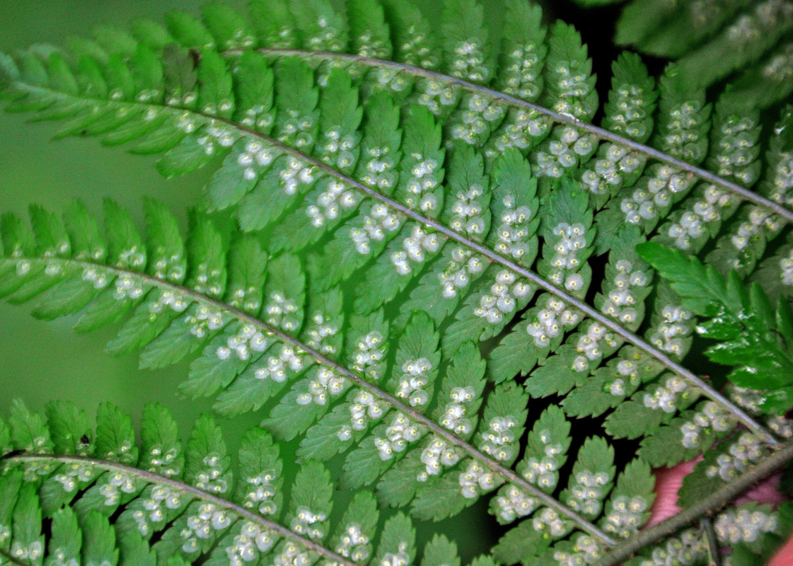 Image of Dryopteris filix-mas specimen.