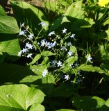 Brunnera macrophylla