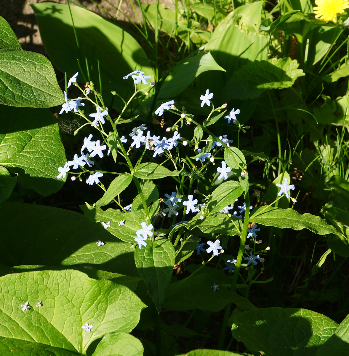 Изображение особи Brunnera macrophylla.