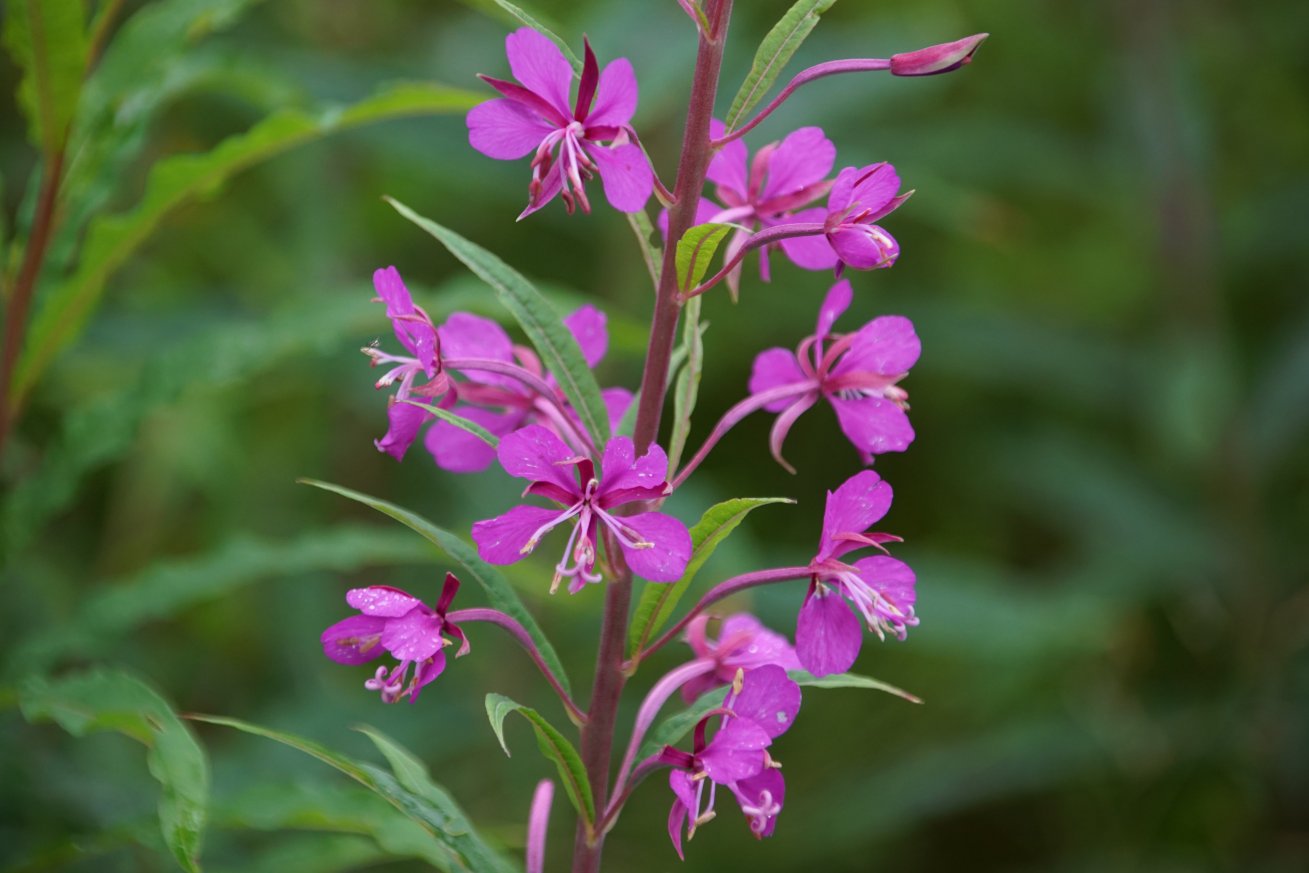 Image of Chamaenerion angustifolium specimen.