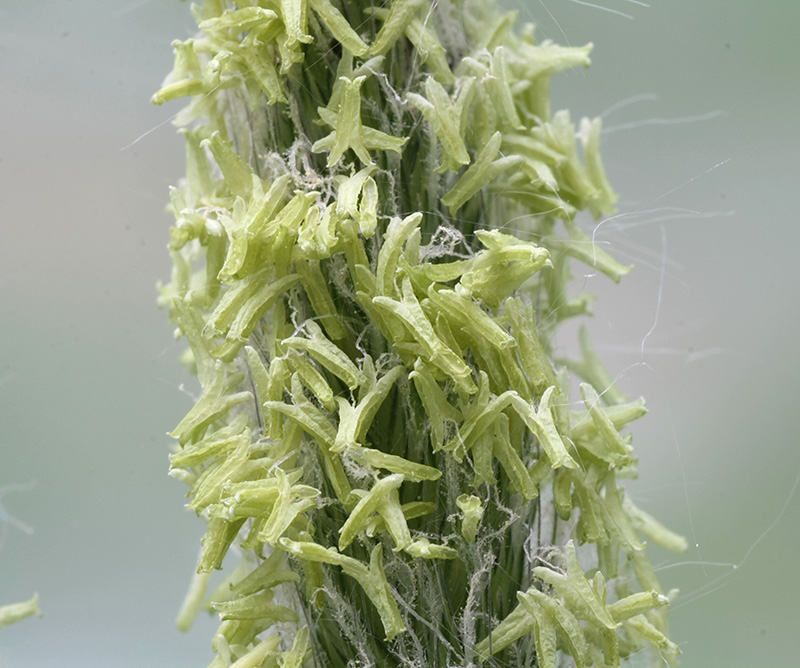 Image of Alopecurus pratensis specimen.