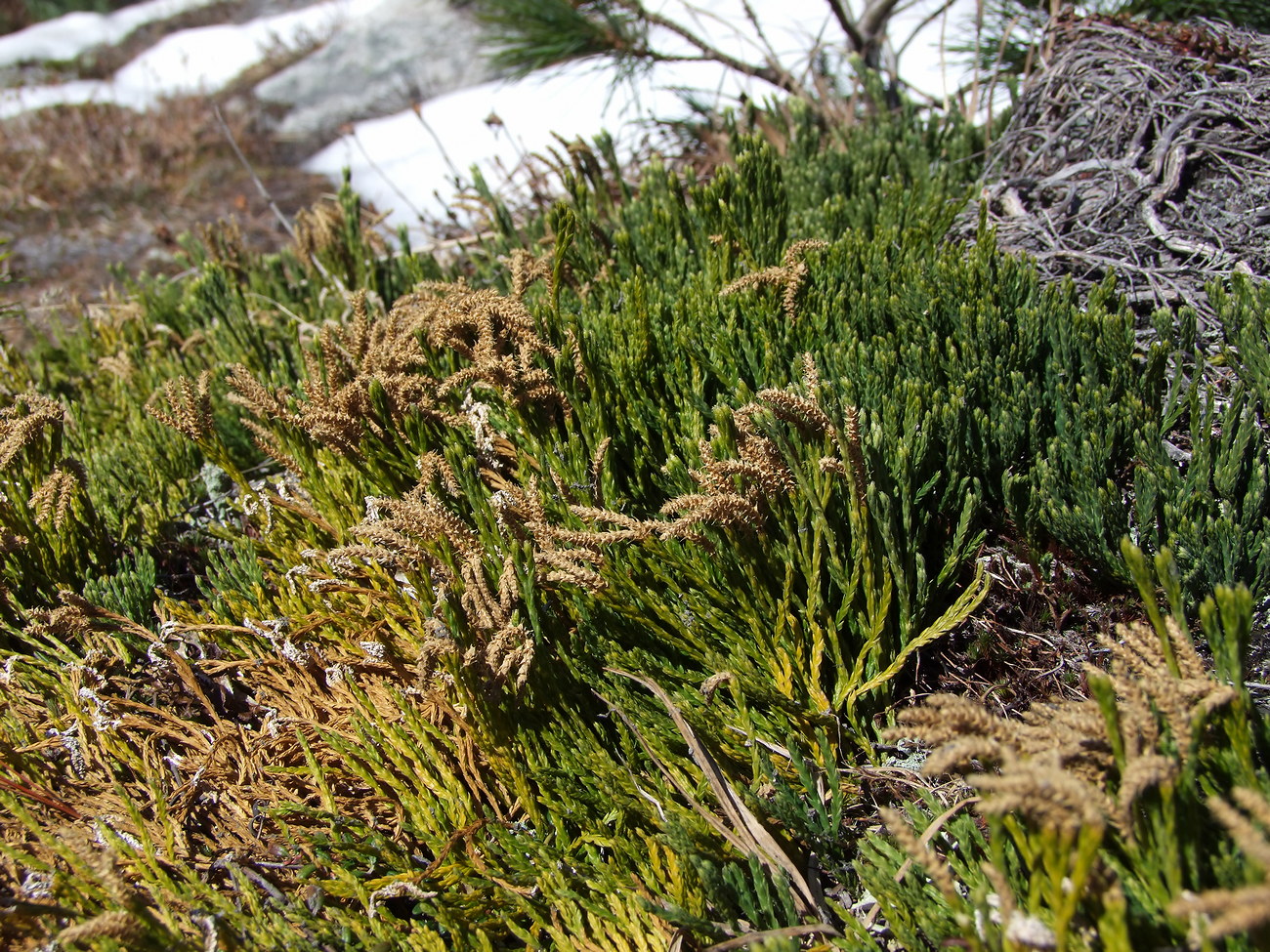 Изображение особи Diphasiastrum alpinum.