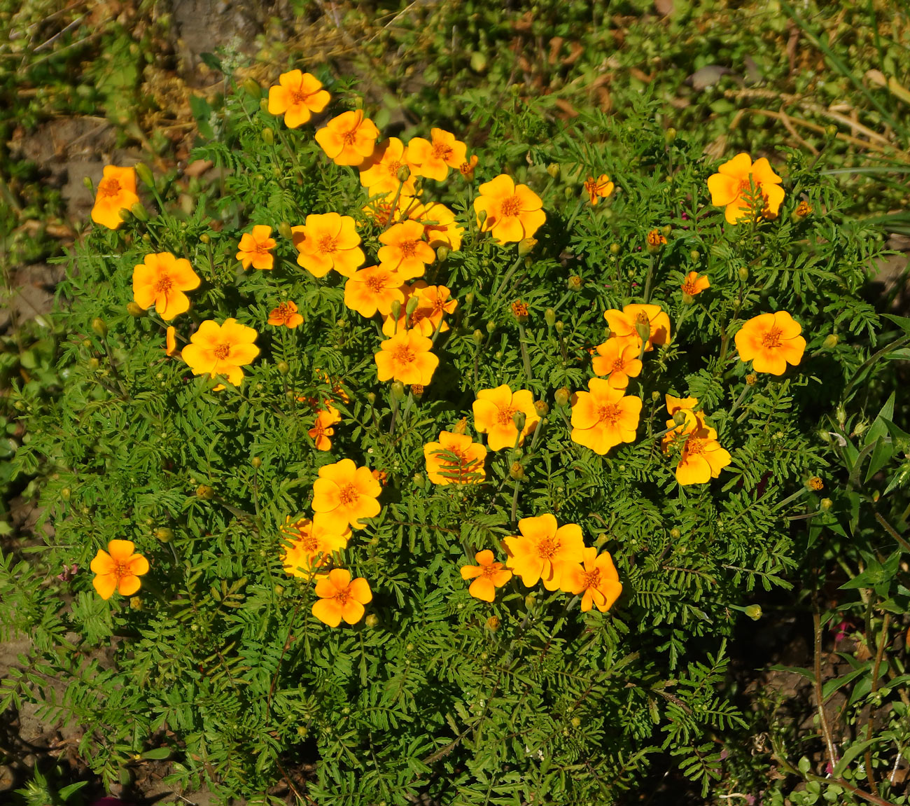 Изображение особи Tagetes tenuifolia.