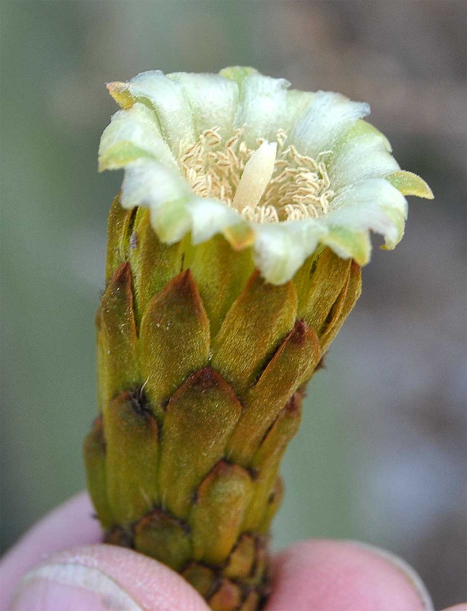 Изображение особи Pachycereus marginatus.