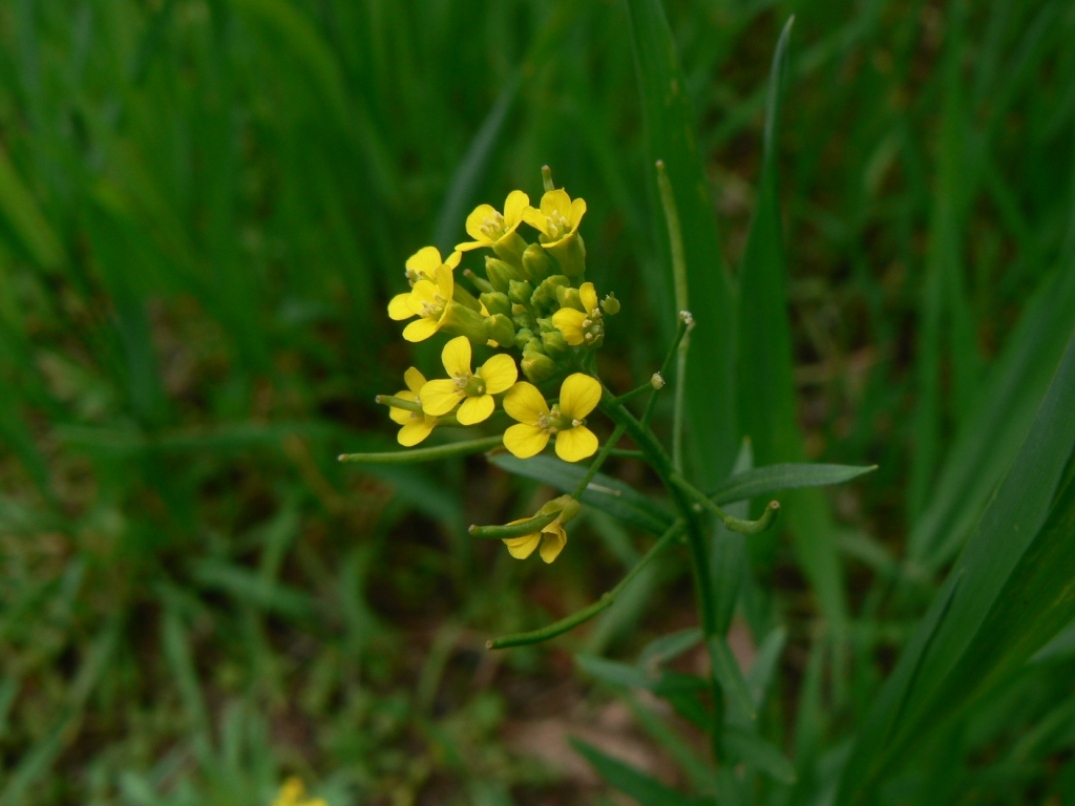 Image of Erysimum cheiranthoides specimen.