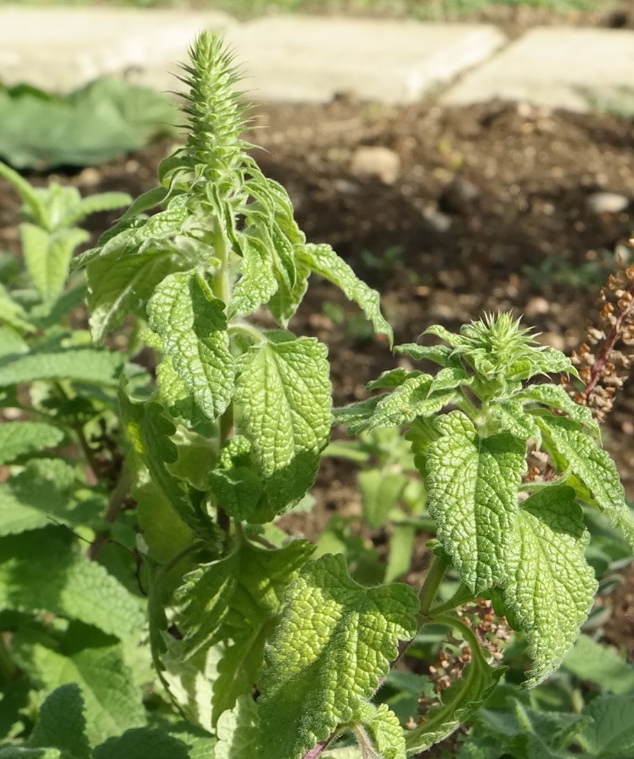 Image of Teucrium hircanicum specimen.