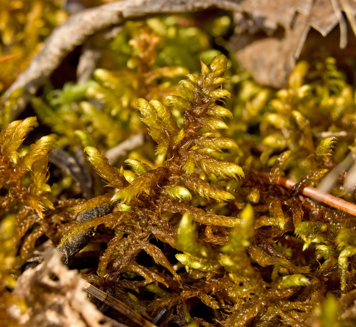 Image of Rhytidium rugosum specimen.