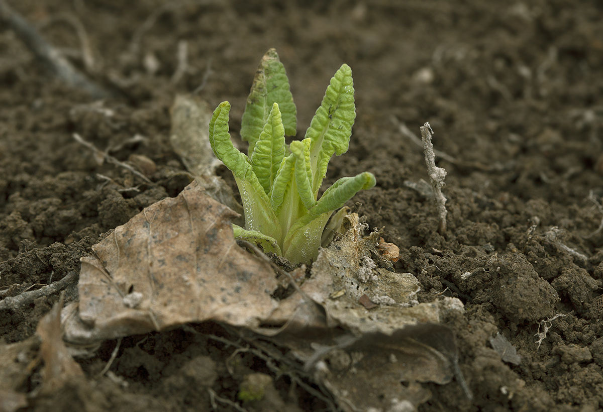 Image of Primula veris specimen.