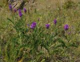 Astragalus onobrychis