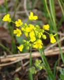 Draba sibirica. Соцветие. Якутия, Мирнинский р-н, левый берег р. Вилюй, в р-не Светлинской ГЭС. 06.08.2009.