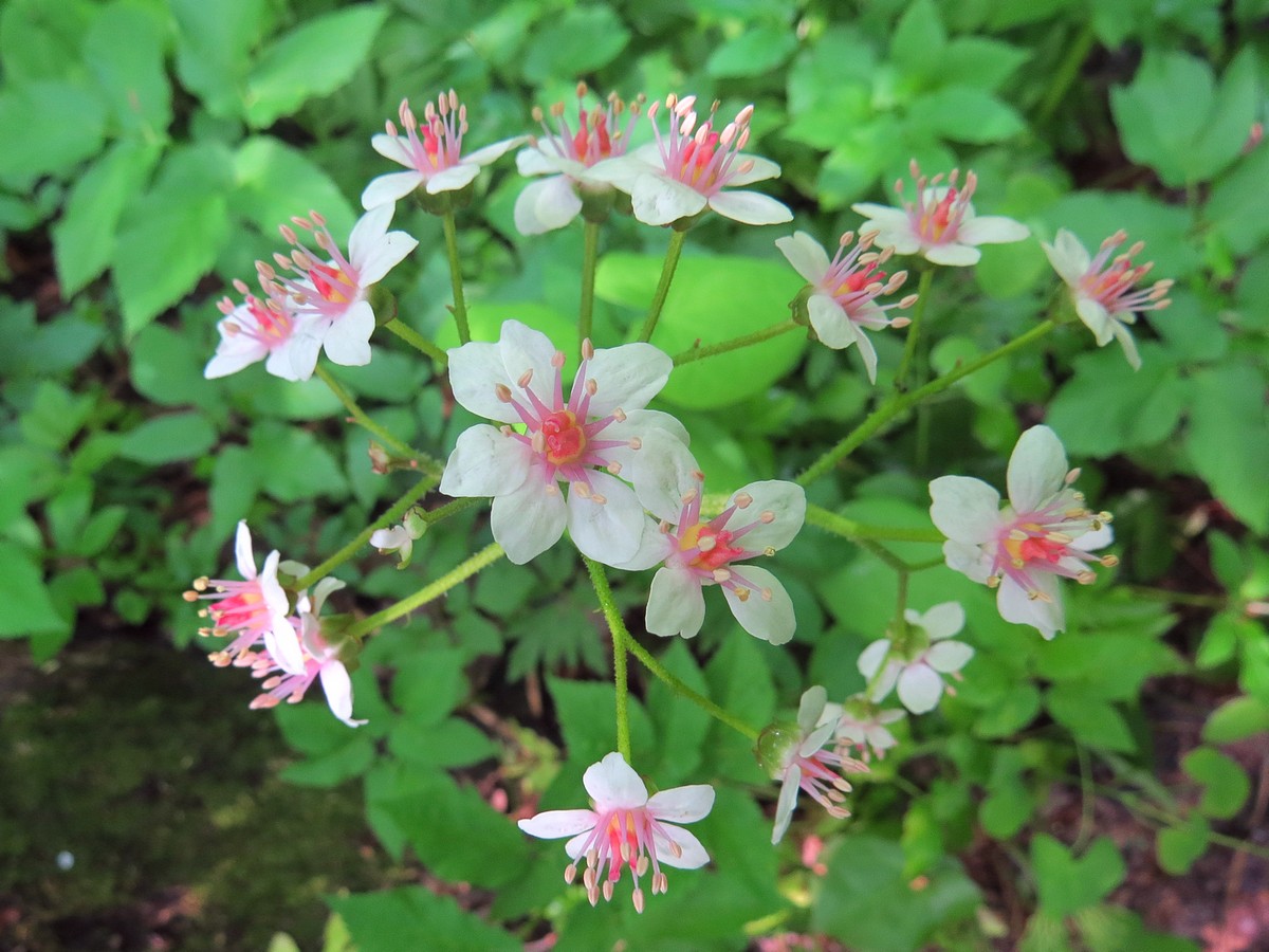 Image of Darmera peltata specimen.