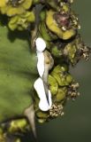 Euphorbia cooperi