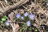 Anemone caucasica. Цветущие растения. Республика Адыгея, левый берег р. Курджипс чуть выше Каскадного водопада на левом притоке и в 500 м выше по течению относительно Овечей пещеры. 01.05.2018.