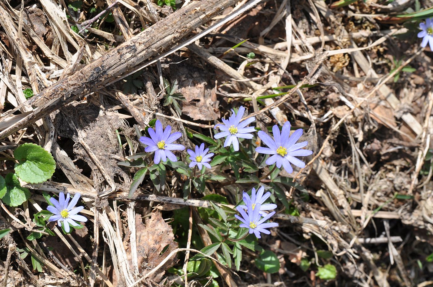 Image of Anemone caucasica specimen.