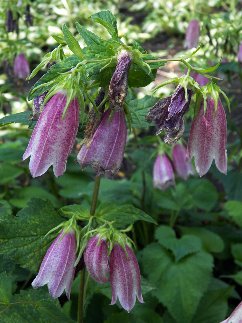Image of Campanula takesimana specimen.