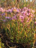 Thymus tauricus