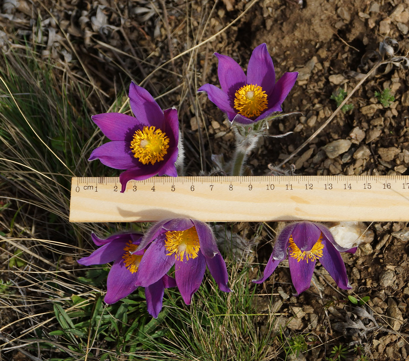 Изображение особи Pulsatilla multifida.